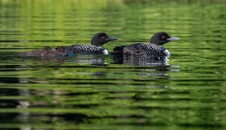 04/08/2019 - Charrac est Photo du jour! 2019_08_04__320_25