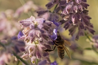 5/09/2019 - Tryphon4 est Photo du jour! 2019_09_5__320_1