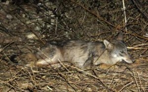 Ecologistas denuncian la muerte furtiva de un lobo en Bizkaia Cazadores-ganaderos-1-Bernab%C3%A9-Javier-Lal%C3%ADn-300x186