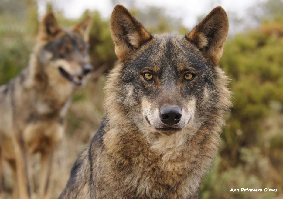 Decapitación de lobos ibéricos en España Calendario-ecologistas-ana-retamero-olmos