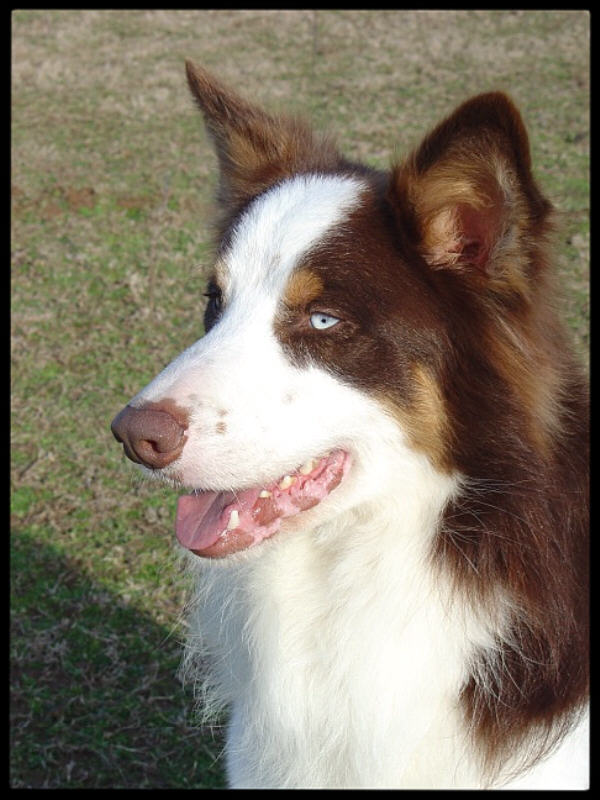 Borderski ovčar - Border Collie A_rimmer_look_left_soft_face_600