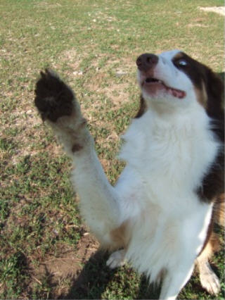 Borderski ovčar - Border Collie Z_rimmer_hi