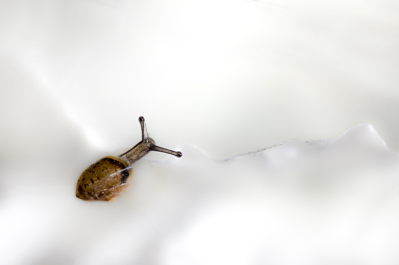 Dans les circonvolutions du coquelicot hivernal 20131202181508-fb5fe1f9