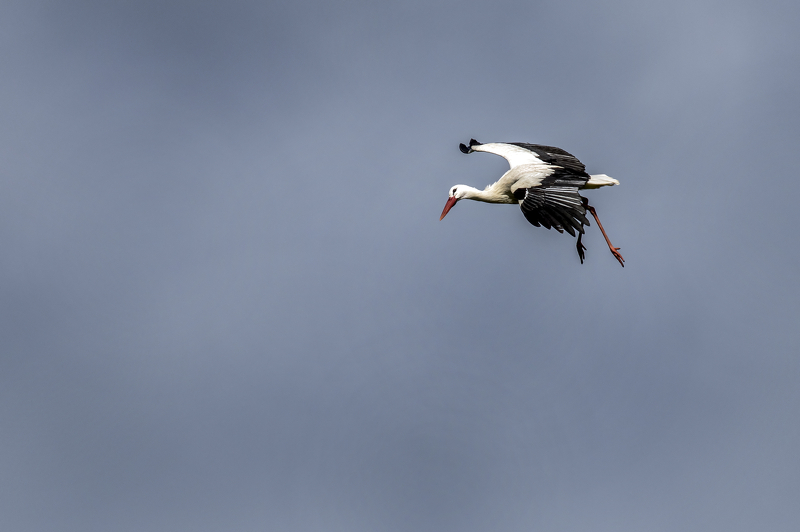 Les cigognes de la rivière [10 images] 20140408160607-2b5d168f