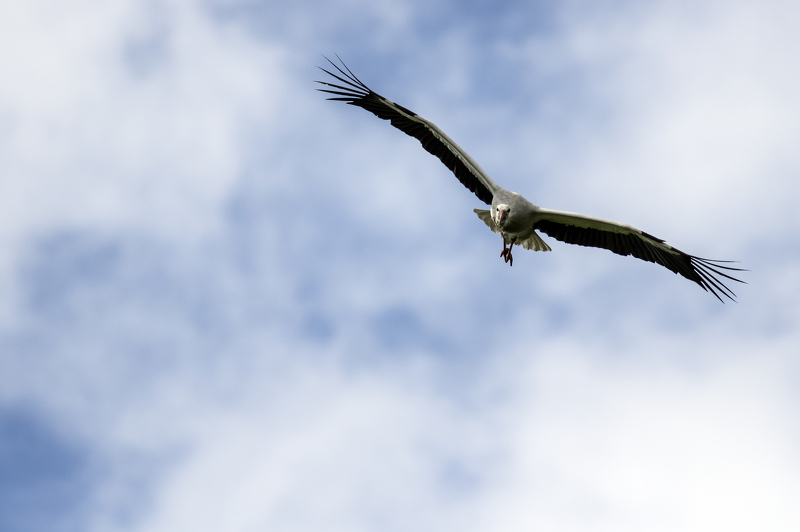 Les cigognes de la rivière [10 images] 20140408160655-8f130865