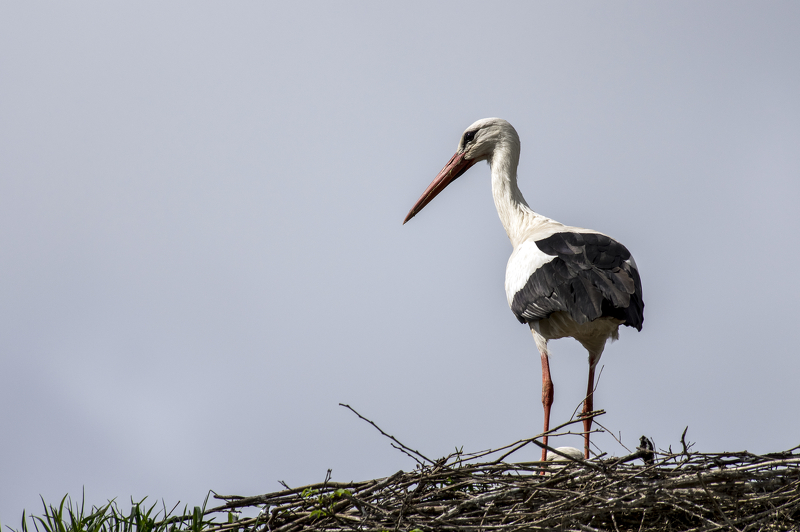 Les cigognes de la rivière [10 images] 20140408160725-da16e0e4