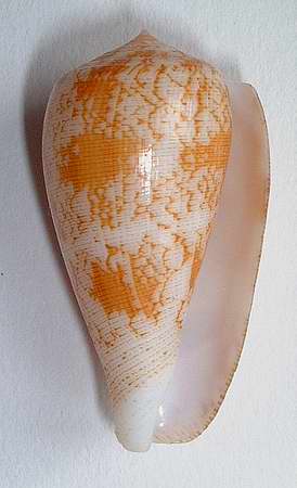 Conus (Pionoconus) robini  Limpalaer & Monnier 2012 Fischoederibig