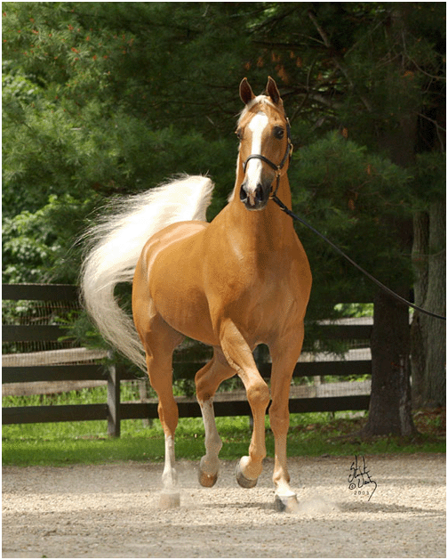 Les chevaux du Haras 1t57ha7x