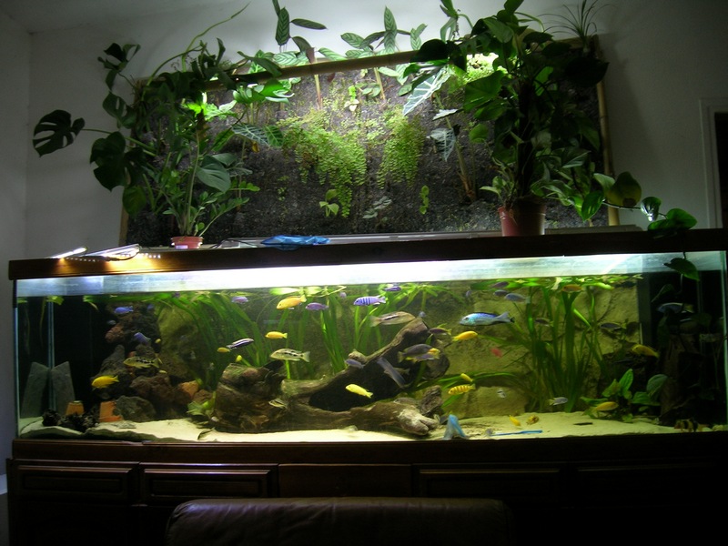 Aquarium et mur végétal — free download