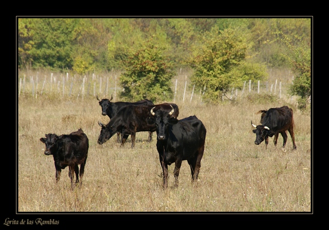 Touche pas à mon petit... sinon... j'appelle les copines ! Camargue03