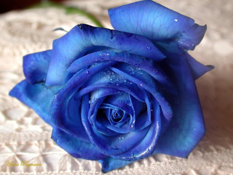 güller Blue-rose