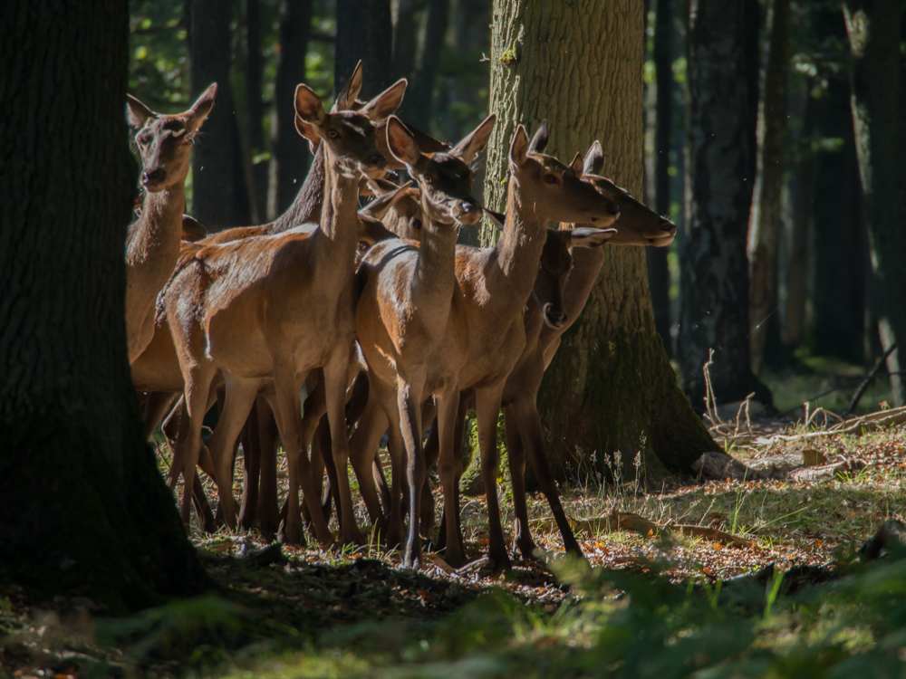 Cerfs  P9260082-1000px