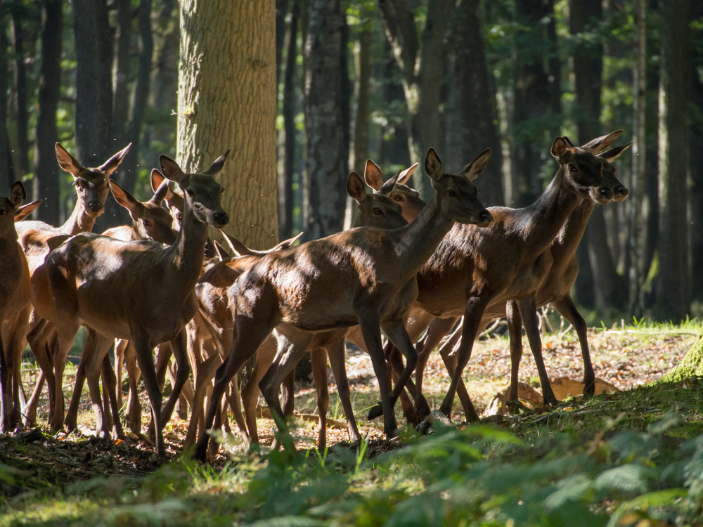 Cerfs  P9260084-1000px