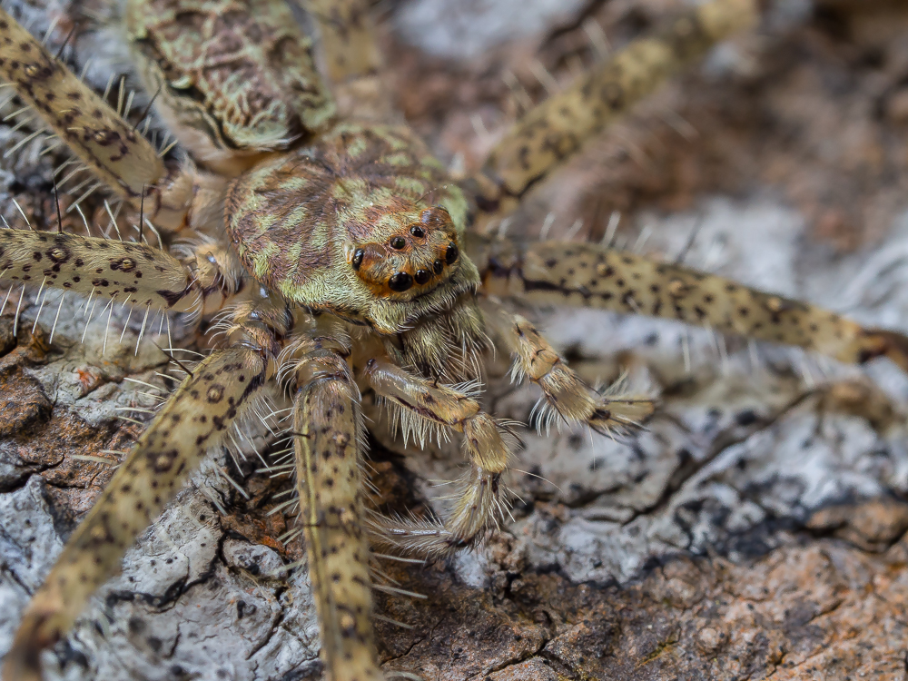 Araignée P3310655-1000px