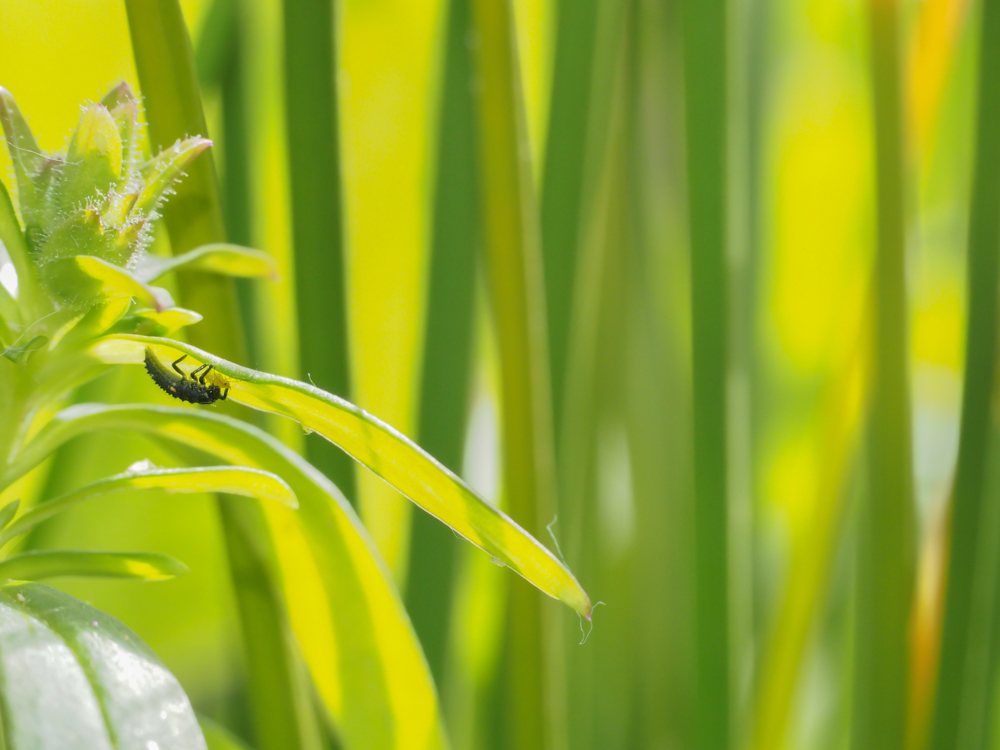 Comment naissent les coccinnelles 2704201407-204358