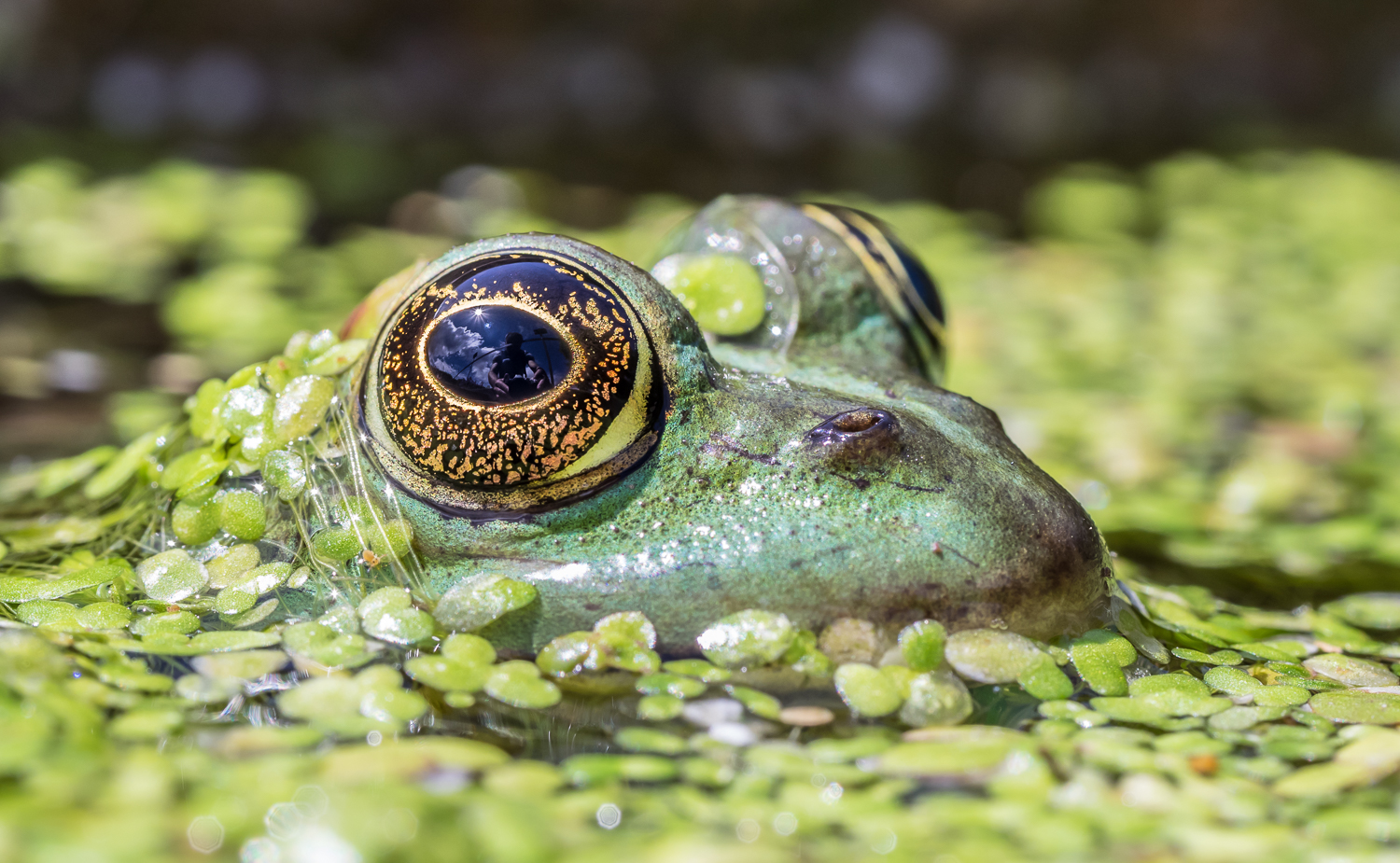 Concours photos mai 2021 "Macro Nature" - Page 3 J5140176-1500px-6