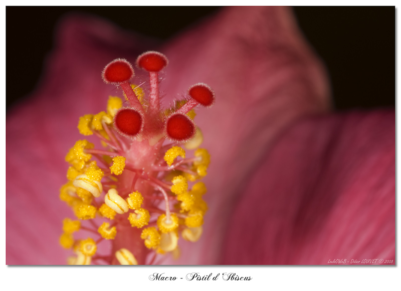 Pistil d'Ibiscus au MPE-65 IMG_3397_signee_800