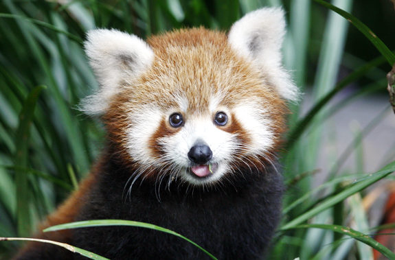 Adorable Overload Pemba-the-baby-red-panda