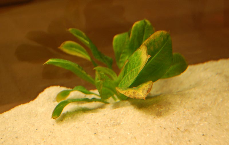 Mauvaises nouvelles pour notre aquarium Plante1