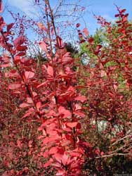 Rouge passion Feuille-haie