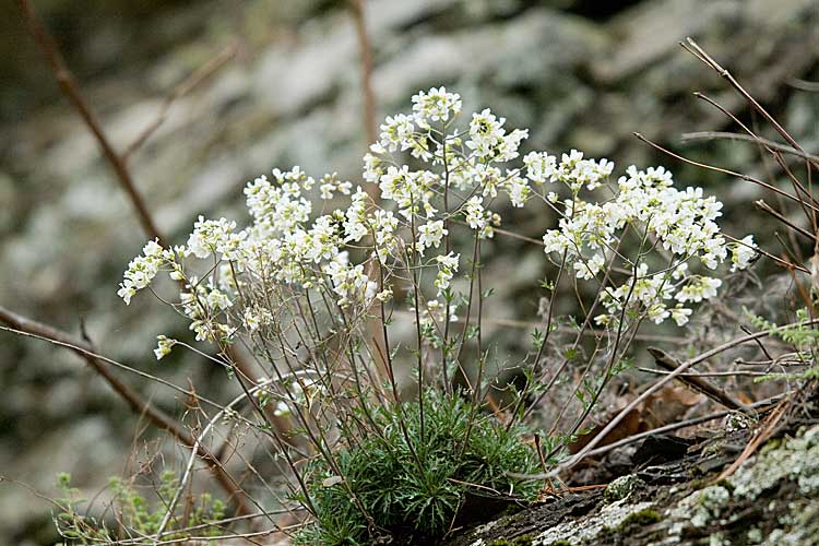 Semis de Draba Branched-draba-5