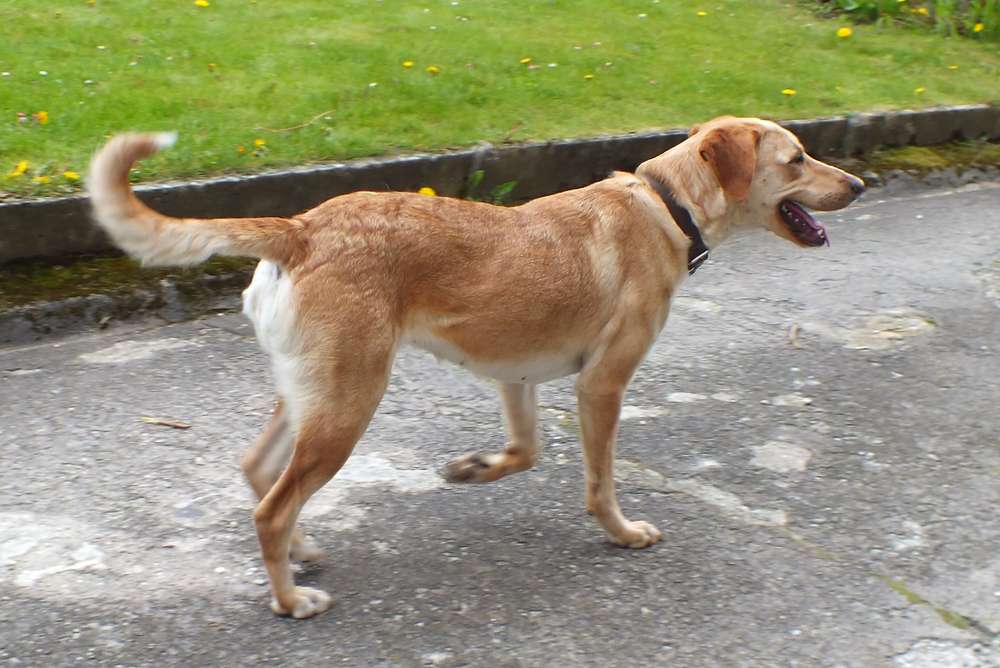 Emy femelle type labrador sable de 2 ans Adoptée (88) - Page 2 Emy_01