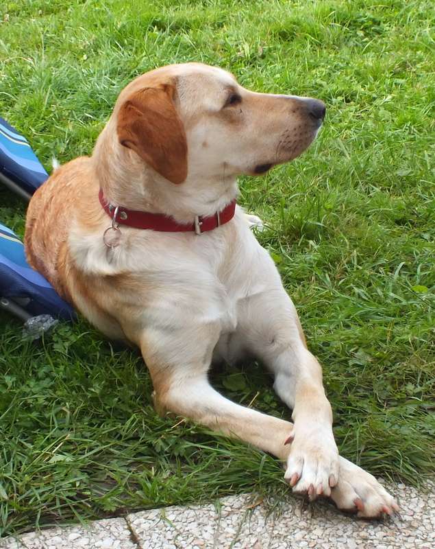 Emy femelle type labrador sable de 2 ans Adoptée (88) - Page 2 Emy_20110711_01