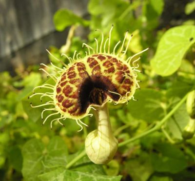 VƯỜN CÂY HOA ĐV I - Page 7 Normal_aristolochia-kaempferi266