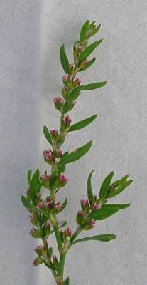 Lekovito Bilje Normal_leo-mic-Polygonum-aviculare-832