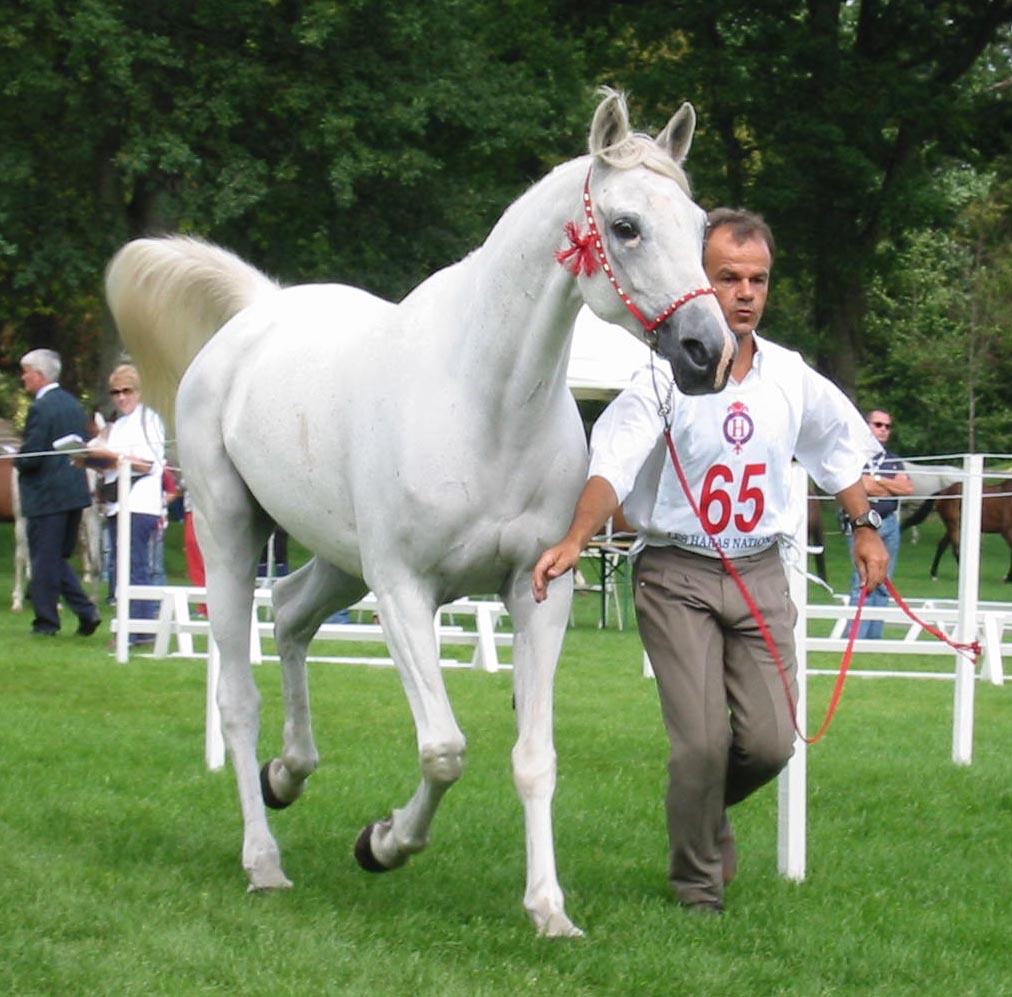 juments gestantes pour 2009, c'est parti ! - Page 2 Compiegne_trotting