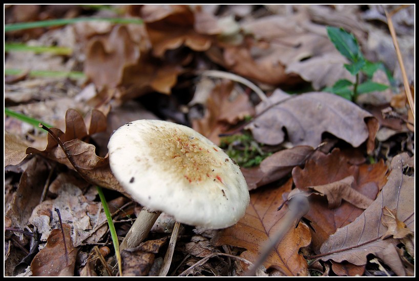 Air connu: Mangez-Moi, Mangez Moi! (chasse aux champignons) 2