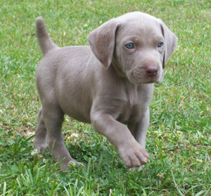 Samba háza Puppy_weimaraner