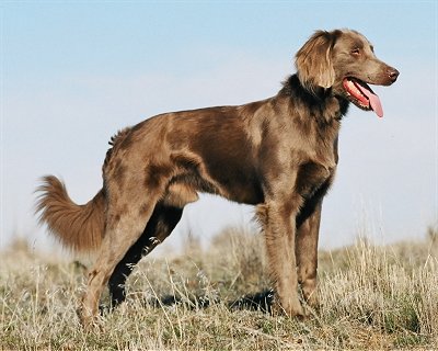 Veimaraneris Weimaraner_long