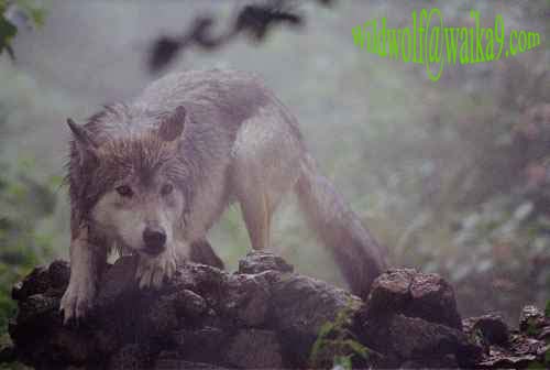 Galya Loup_gris_canada_brume1