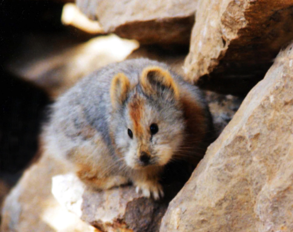 Venga bixitos raros... Ili-pika-photo-credit-li-weidong