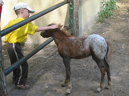 Képek a megadott betűkkel - Page 5 Poni