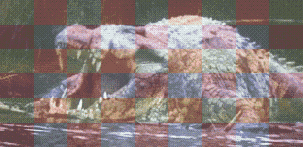 Os peões da guerra. (Crônica Oficial) - Página 3 Crocodilo-ja-devorou-200-pessoas-no-burundi-animal-de-uma-tonelada-e-seis-metros-ganhou-nome-de-gustave-1265131541482_615x300