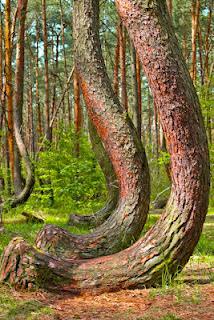 El misterioso bosque de Arboles Torcidos de Polonia Bosque-arboles-torcidos-polonia-L-WwksSQ