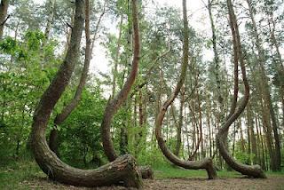 El misterioso bosque de Arboles Torcidos de Polonia Bosque-arboles-torcidos-polonia-L-mwU0a4