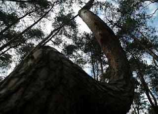 El misterioso bosque de Arboles Torcidos de Polonia Bosque-arboles-torcidos-polonia-L-wZjM0j