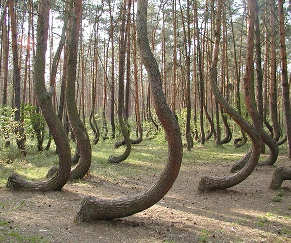 El misterioso bosque de Arboles Torcidos de Polonia Curioso-arboles-torcidos-gryfino-L-7Swotl