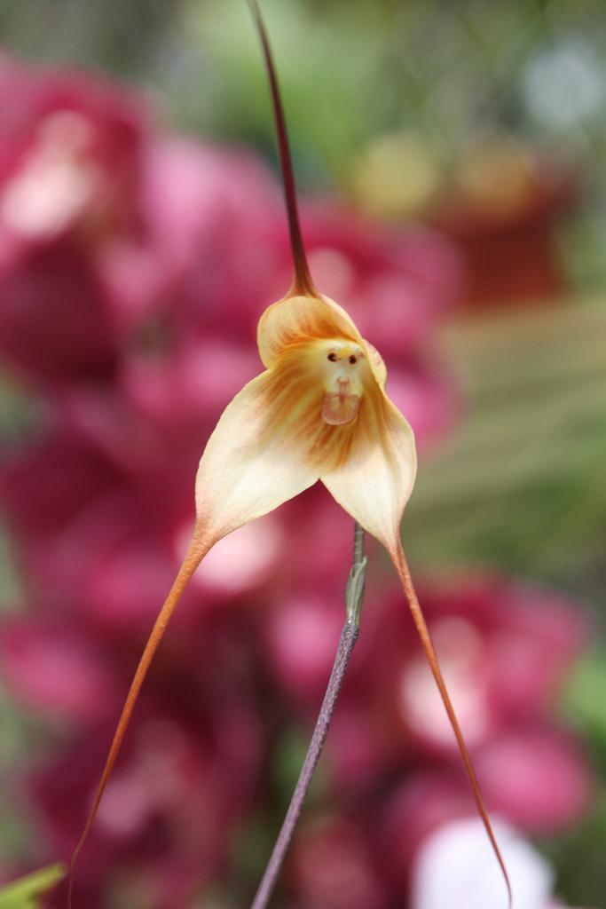 La Orquídea Cara de Mono Orquidea-cara-mono-L-V7yK1U