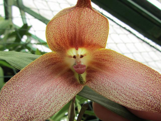 La Orquídea Cara de Mono Orquidea-cara-mono-L-u56fA5