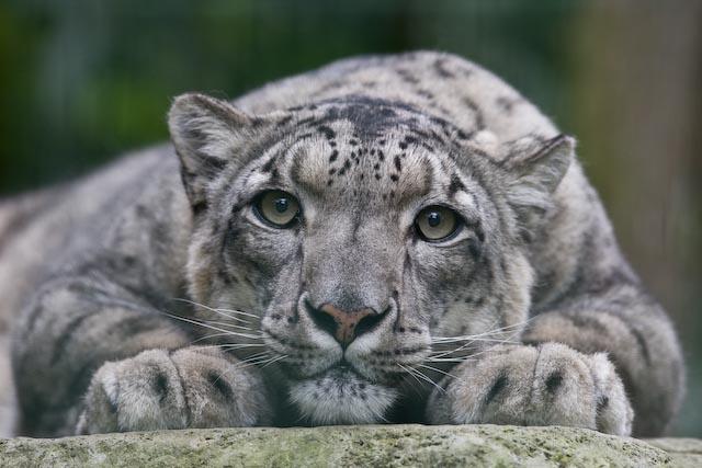 CACHORROS Y ANIMALES - Página 12 Leopardo-nieves-L-4