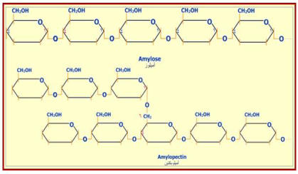 النــــــــــــشـــــــــا  starch  1112