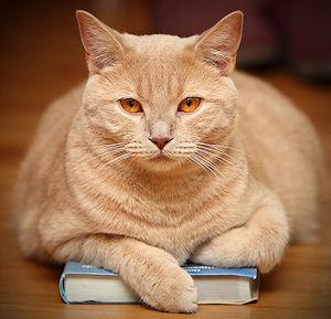 l'email déclaré à l'inscription Cats-reading-books-L-O4uoP7