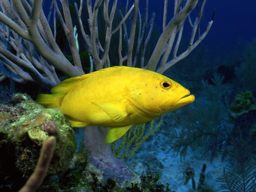 صور من تحت الماء Underwater