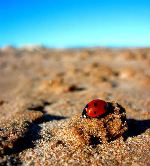 La coccinelle COCCINELLE%20SUR%20UNE%20PLAGE