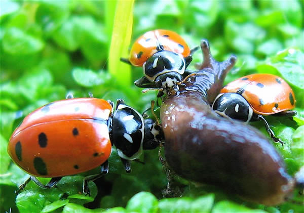 La coccinelle TROIS%20COCCINELLES%2099