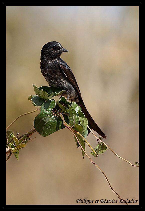 Drongo brillant Drongo_brillant